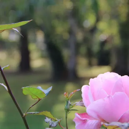 La Belle Monsoise Bed & Breakfast Mons-en-Baroeul